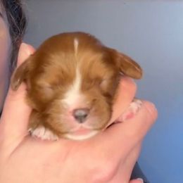 Ruby boy with all four white feet - Ruby male Cavalier King Charles Spaniel puppy in South Carolina from Columbia Cavaliers