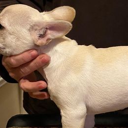 French Bulldogs from Aalachian Frenchies