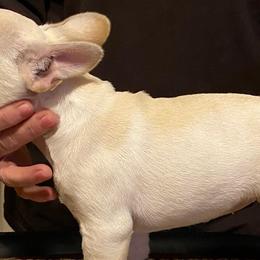French Bulldogs from Aalachian Frenchies