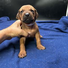 Boy 1 (White) - Rd whtn blk nose male Rhodesian Ridgeback puppy in Ocala, Florida from DogWood Kennels