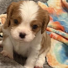 White - Blenheim male Cavalier King Charles Spaniel puppy in Puyallup, Washington from Foster Cavaliers