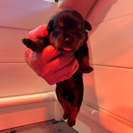 Girl 1 - Black and mahogany female Rottweiler puppy in Indianapolis, Indiana from Rottgang Rottweilers