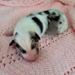 Boy 1 - Blue merle male Border Collie puppy in Morgan, Texas from Shooting Star Ranch