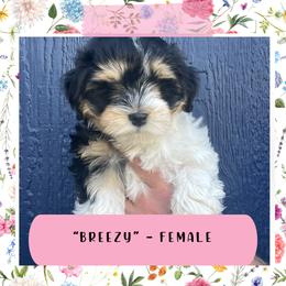 Havanese Puppies from A Batch of Cookie’s