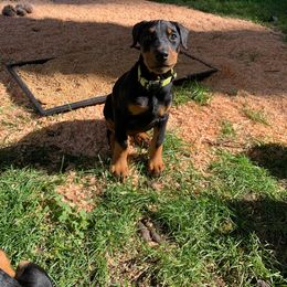Doberman Pinscher Puppies from Spellbound Doberman Pinschers