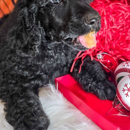 Dawdle - Orange Collar - Black male Poodle puppy in Springfield, Oregon from Valaurah Farms