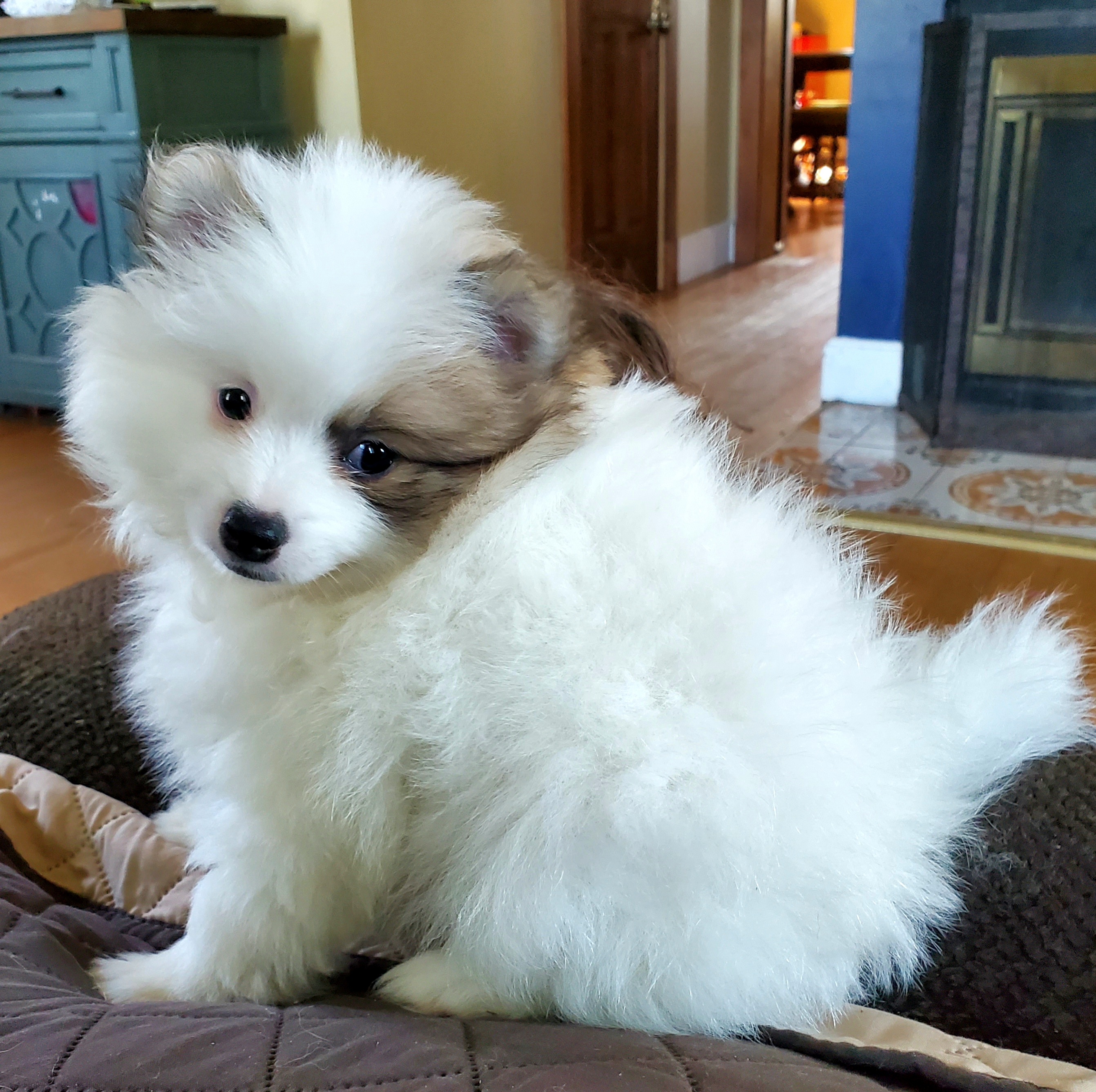 Companion Cross, Pomeranian, and Sheepadoodle Puppies from Fluffy Wonders Poms and Doodles