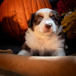 Boy 3 - Red tri-color male Miniature American Shepherd puppy in Easton, Missouri from Country Creek Kennels