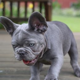 French Bulldog Puppies from Moss Frenchie's Home