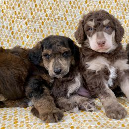 Poodle Puppies from Lenca Kennels