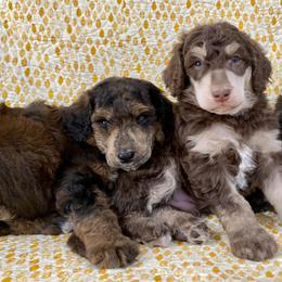 Poodle Puppies from Lenca Kennels