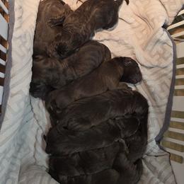 Pup 1 - Chocolate male Labrador Retriever puppy in Dartmouth, Massachusetts from Dolce Amore Labradors