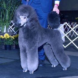 Poodles from Lakeview Standard Poodles