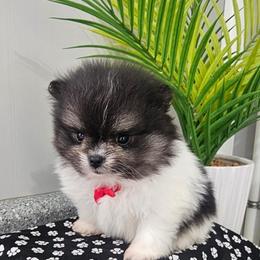Baylor - Tri-colored male Pomeranian puppy in Utica, Ohio from Poodle Me Crazy