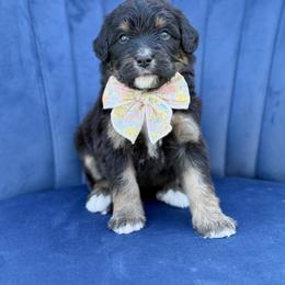 Josie - Phantom female Bernedoodle puppy in Bellville, Ohio from Bernedoodle Buddies
