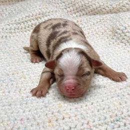 Girl 3 - female Miniature Australian Shepherd puppy in Covington, Pennsylvania from Rigas Mini Aussies LLC