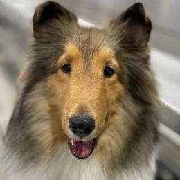 Fara - Sable and white female Shetland Sheepdog puppy in Miami, Florida from Cielito Lindo Shelties