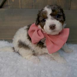 Jovie - Merle female Bernedoodle puppy in Bowling Green, Ohio from Windy Creek Doodles