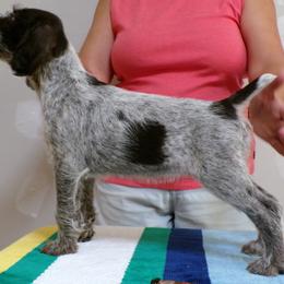 German Wirehaired Pointer Puppies from Idawire GWPs