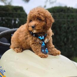 Archie - Red  male Goldendoodle puppy in Frederick, Maryland from Honey Blossom Doodles