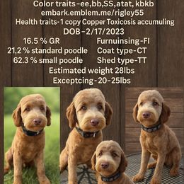 Rigley - Goldendoodle