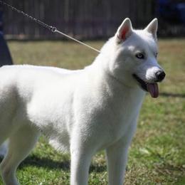 Siberian Huskies from Flying Tigress Siberians
