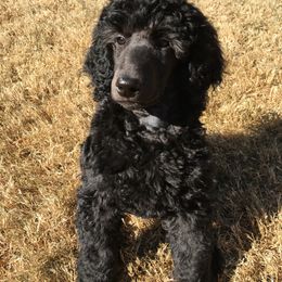 Poodle Puppies from LaFleur Poodles