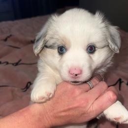 Atlas - Blue merle and white male Cardigan Welsh Corgi puppy in Atascadero, California from California Corgis and Kunes