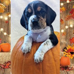 Beagle Puppies from Jennifer Knapp's Beagles