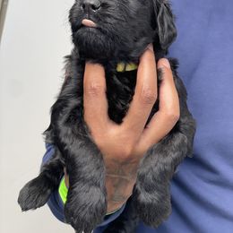 Labradoodle Puppies from Koko's Klub