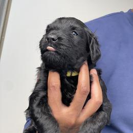 Labradoodle Puppies from Koko's Klub
