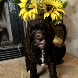 White collar - Chocolate female Goldendoodle puppy in Sanderson, Florida from Serenity Goldendoodles