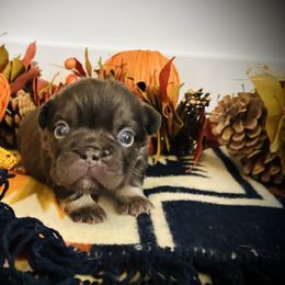 Chocolate Fluffy 2 - Tricolors female French Bulldog puppy in Jordan Valley, Oregon from Floating Feather Frenchies