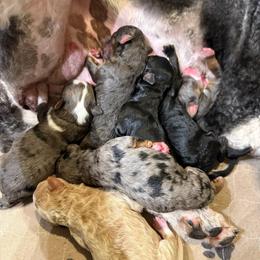 Boy 3 - Merle male Bernedoodle puppy in Midland, Michigan from Northern Charm Farm