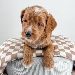 Dribble - Red  male Goldendoodle puppy in Jamestown, Kentucky from Milk & Honey Doodles