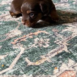 Peach - Red tri female Miniature Australian Shepherd puppy in Ellendale, North Dakota from Ark Acres Kennels