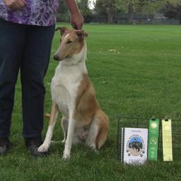 Collie puppies from Desert Kennels