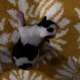 Chihuahua Puppies from Fancy Pants Chihuahua’s
