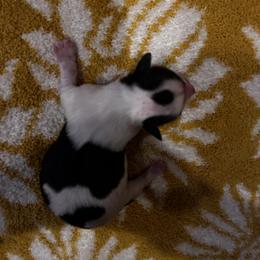Chihuahua Puppies from Fancy Pants Chihuahua’s