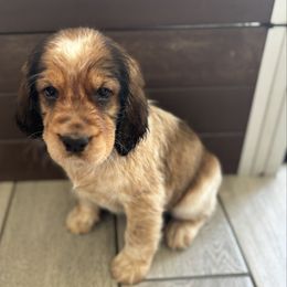 Starling - Liver white and tan female English Springer Spaniel puppy in Robesonia, Pennsylvania from Rogue Mountain Manor