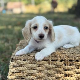 Purple collar - Cream female Dachshund puppy in Nashville, Arkansas from Whisenhunt Farms