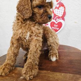 Ava - Red female Cavapoo puppy in Roseville, California from Heavenly Goldendoodles