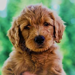 Bulleit - Apricot Goldendoodle puppy in Greer, South Carolina from South Paw Doodles