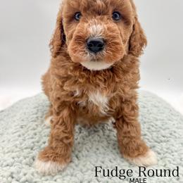 Fudge Round - Red  male Goldendoodle puppy in Sunman, Indiana from Brunsman Country Doodles LLC