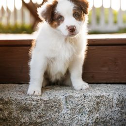 Australian Shepherd Puppies from Silverchip Aussies
