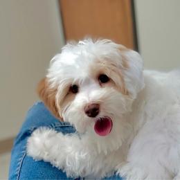 Tia - Caramel female Australian Labradoodle puppy in Calhoun, Louisiana from Arrowhead Australian Labradoodles