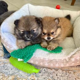 Maple - Red sable female Pomeranian puppy in Raymondville, Missouri from Pampered Pomskies