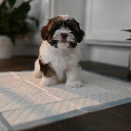 Havanese Puppies from Havana Suites Havanese