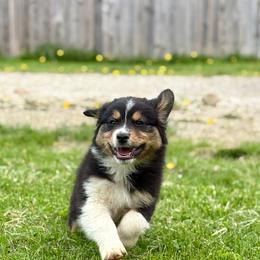 Romeo (red collar) - Black tri-color male Australian Shepherd puppy in Ashland, Ohio from SS Australian Shepherds