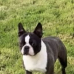 Boston Terrier Puppies from Berry Hill Boston Terriers